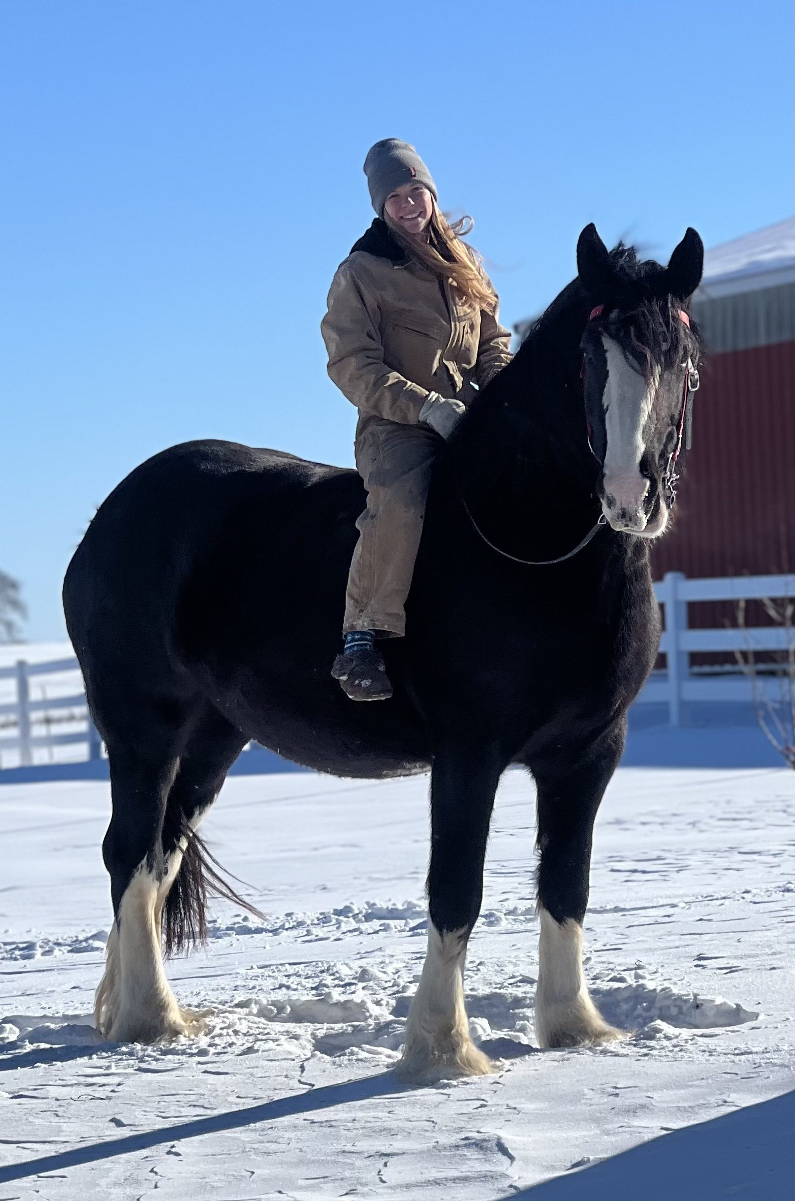 shire-horse-ride-winter